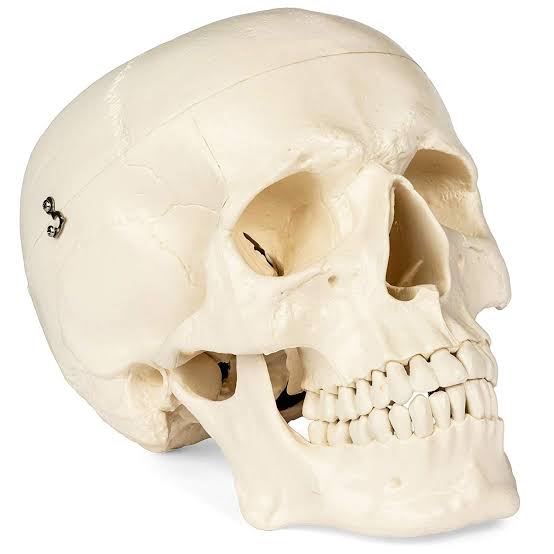 Human Anatomy Skull...